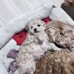 Maltipoo Puppies from Jessica's Maltipoos