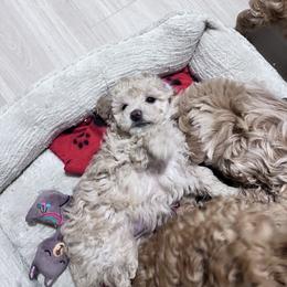 Maltipoo Puppies from Jessica's Maltipoos