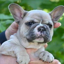 Bulldogs and French Bulldogs from Sweet Carolina Kennel