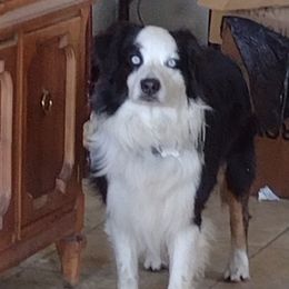 Spencer - Australian Shepherd
