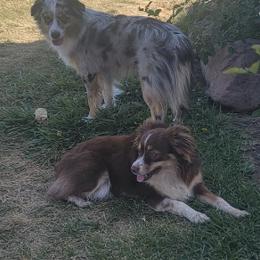 Toy Australian Shepherds from Rockin AC Toy Aussies