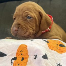 Female 4 - Golden rust female Vizsla puppy in Windsor, Maine from Pleasant Ridge