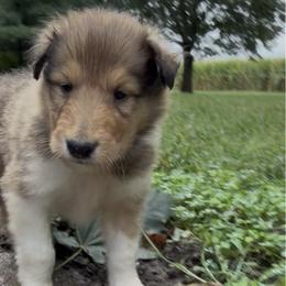 Indiana - Black Collar - Sable and white male Collie puppy in Morocco, Indiana from Collegiate Bassets and Rheign Collies