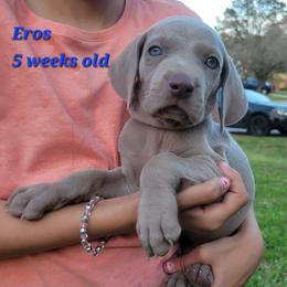 Eros - Silver Male - Silver gray male Weimaraner puppy in Kingwood, Texas from Desert Rose Weimaraners