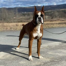 Reuben (UPCOMING) - Boxer