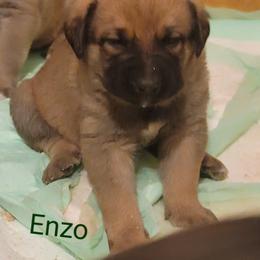 Enzo - Wolfgray male Spanish Mastiff puppy in Prosperity, Pennsylvania from Prosperity Guardians
