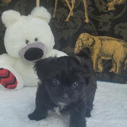 Shichon Puppies from Reynolds family