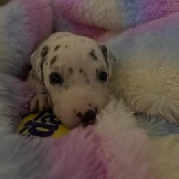Carl - White and black male Dalmatian puppy in Fort Cavasos, Texas from Mainstreet Dalmation