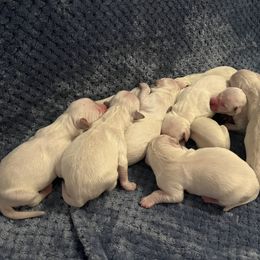 Golden Retriever Puppies from Home Sweet Home English Goldens