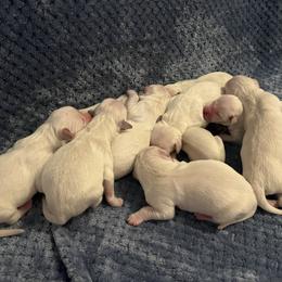 Golden Retriever Puppies from Home Sweet Home English Goldens