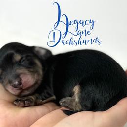 Dachshund Puppies from Legacy Lane Dachshunds