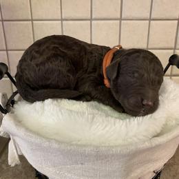 Goldendoodle Puppies from Sturgeon River Doodles