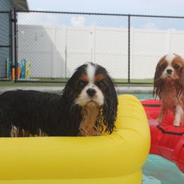 Cavalier King Charles Spaniel Puppies from Ohana Cavaliers