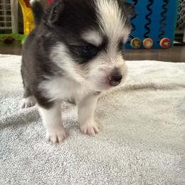 3rd born and female puppy - Black and white female Pomsky puppy in West Sacramento, California from Pinkie's Pomskies
