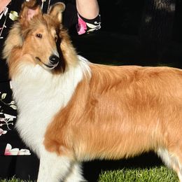 Collies from Midnight MoonSong Farm