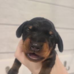Fish - Black and tan male Dachshund puppy in Okeechobee, Florida from Far Far Away Dachshunds
