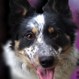 Border Collies from Lonesome Me Border Collies