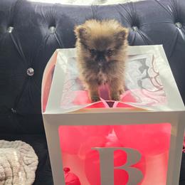 Thumbelina - Orange sable female Pomeranian puppy in Riverside, California from Marie's Sweetie Poms