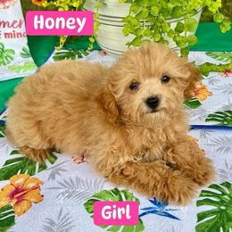 Honey - Apricot female Poodle puppy in Joplin, Missouri from 4 States Mini Dachshunds & Mini Poodles