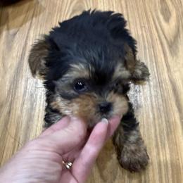 Rocco - Black and tan male Yorkipoo puppy in Lebanon, Kentucky from Mosaic Merle Doodles