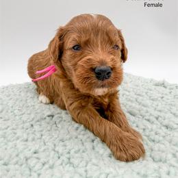 Starburst - Red  female Goldendoodle puppy in Sunman, Indiana from Brunsman Country Doodles LLC