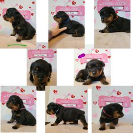 Rottweiler Puppies from C & J Rottweilers