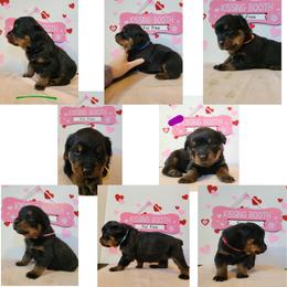 Rottweiler Puppies from C & J Rottweilers