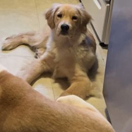 Golden Retriever Puppies from OPK Goldens