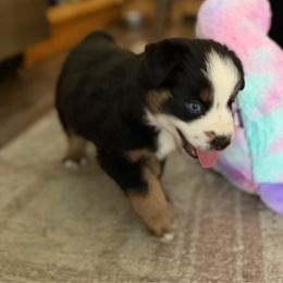 Boy 2 - Black tri male Miniature Australian Shepherd puppy in Bethany, Illinois from Rachel at Marrowbone Creek Aussies