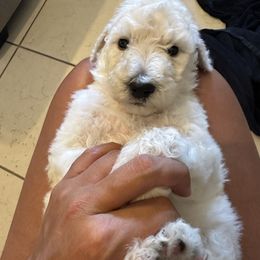 Poodle Puppies from Austin poodles