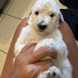 Poodle Puppies from Austin poodles