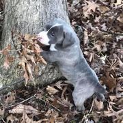 Mountain Cur Puppies from Walnut Ridge Mountain Curs