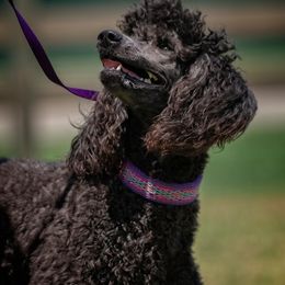 Poodle All Grown Up from Middle Earth Standard Poodles