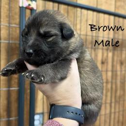 Brown - Sable male German Shepherd puppy in Terra Alta, West Virginia from Shepherd Country Farm and Kennels