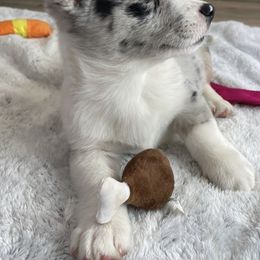 Cardigan Welsh Corgis from Cactus Flower Corgis