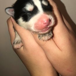 Pomsky Puppies from KP Pomskies LLC
