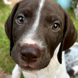 German Shorthaired Pointers from Davis Pointers