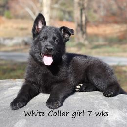 White Collar girl - Black female German Shepherd puppy in Elkmont, Alabama from Oakmont Shepherds