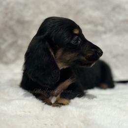 Yellow heart girl (small but mighty) - Black and tan female Dachshund puppy in Chehalis, Washington from McJazzin Doxies