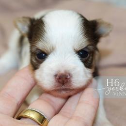 Vinny - Chocolate, tan and white male Yorkshire Terrier puppy in Austin, Texas from H6 Yorkies