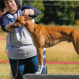 Whippet All Grown Up from Jamminwhippets