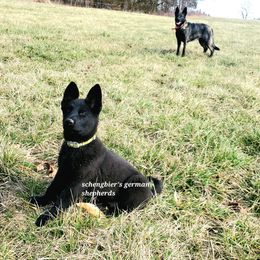 German Shepherd Puppies from Schengbier's German Shepherds