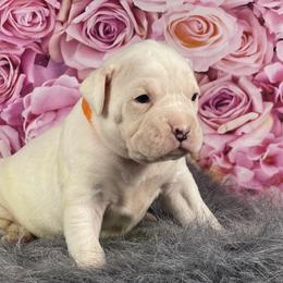 Colt - White male Boxer puppy in Purdy, Missouri from Shotgun Pups
