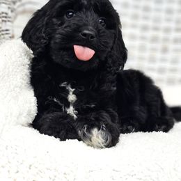 Australian Labradoodle, Cockapoo, Goldendoodle, and Labradoodle Puppies from Dessie's Doodles