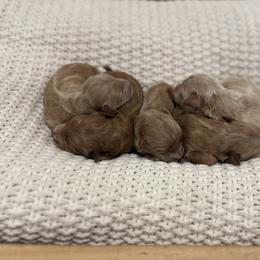 Female Puppy 2 - Apricot female Goldendoodle puppy in Modesto, California from Central Valley Canine Companions