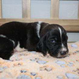 Hades - Black and white male Basset Hound puppy in Pflugerville, Texas from Mountain Momma Bassets