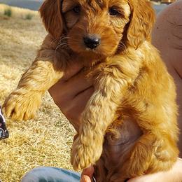 Cavapoos from Adorable Mini Doodles LLC