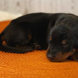 Raven - Black and rust female Doberman Pinscher puppy in Winchester, Ohio from 32 Farms