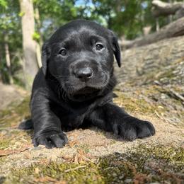 Black Male - Black male Labrador Retriever puppy in Summit, South Carolina from Southern Pine Labradors