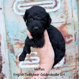 Waffles English Teddbear - Black female Goldendoodle puppy in Grove, Oklahoma from Guinn Family Farms